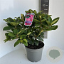 Rhododendron 'Germania' 40-50 cm 5,0L
