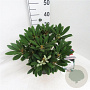 Rhododendron (Y) 'Porzellan' 30-40 cm 5,0L