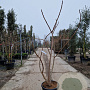 Rhus typhina 'Dissecta' 175-200 cm 35L