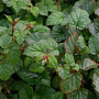 Rubus tricolor 40-60 cm 2,0L