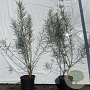 Salix elaeagnos 'Angustifolia' 60-80 cm 2,0L