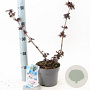 Sambucus nigra Black Tower 25-30 cm 2,0L