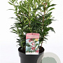Sarcococca h. Winter Gem 30-40 cm 5,0L
