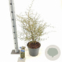 Sophora 'Little Baby' 40-50 cm 5,0L
