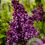 Syringa v. 'Mrs Edward Harding' 40-60 cm 3,0L
