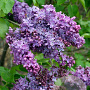 Syringa v. 'Ruhm von Horstenstein' 100-125 cm 7,5L 3-4 tak