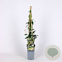 Trachelospermum j. 'Pink Showers' 70 cm 2,0L