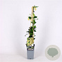 Trachelospermum j. Star of Toscane 70 cm 2,0L