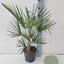 Trachycarpus fortunei 60-80 cm 5,0L
