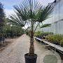 Trachycarpus fortunei 80 cm stam container