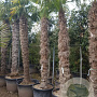 Trachycarpus fortunei 220 cm stam container