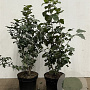 Viburnum opulus 60-80 cm 7,5L