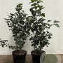 Viburnum opulus 60-80 cm 7,5L