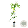 Wisteria macrostachya 'Blue Moon' 80-100 cm 2,5L