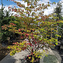 Cornus controversa 200-250 cm container meerstammig extra