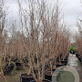 Cornus k. 'Milky Way' 200-250 cm container solitair
