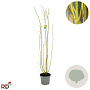 Cornus sericea 'Flaviramea' 125-150 cm 12L