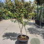 Elaeagnus ebb. 'Compacta' 150-175 cm cont. 55L meerstammig