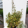 Elaeagnus ebb. 'Gilt Edge' 60-80 cm 5,0L