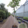 Ficus carica 180 cm stam container 25-30