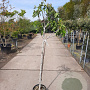 Ficus carica 100 cm stam container 8-10