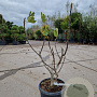 Ficus car. 'Brown Turkey' 60-70 cm 10L