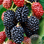 Rubus frut. 'Merton Thornless' 70 cm 2,0L