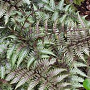 Athyrium niponicum GM 2,0L