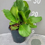 Bergenia cordifolia GM 2,0L