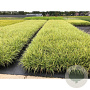 Carex morrowii 'Goldband' GM P9