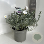 Convolvulus cneorum 30-40 cm 5,0L