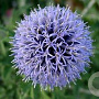 Echinops bannaticus 'Blue Globe' GM P9