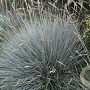Festuca valesiaca 'Glaucantha' GM P9