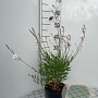 Gaura lindheimeri GM 2,0L