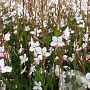 Gaura l. 'Snowstorm' GM 2,0L