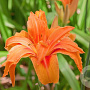 Hemerocallis fulva 'Flore Pleno' GM P9