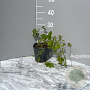 Humulus lupulus GM 2,0L