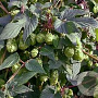 Humulus l. 'Cascade' GM 2,0L