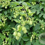 Humulus l. 'Hersbrucker' GM 2,0L