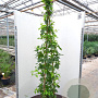 Humulus l. Prima Donna GM 2,0L
