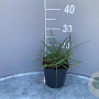 Pennisetum macrourum GM 2,0L