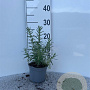 Rosmarinus officinalis 20-25 cm C1.3