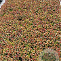 Sedum 'Purple Emperor' GM 2,0L