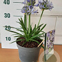 Agapanthus 'Charlotte' GM C3