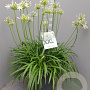 Agapanthus Eydori White GM 25L