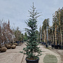 Cedrus deod. 'Robusta Glauca' 175-200 cm 35L