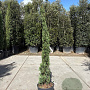Cupressus semp. 'Pyramidalis' 150-175 cm container meerstammig