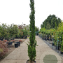 Cupressus semp. 'Pyramidalis' 250-300 cm container meerstammig