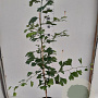 Ginkgo biloba 100-125 cm 4,0L gebonden vertakt