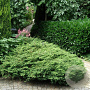 Juniperus communis 'Repanda' 25-30 cm 3,5L